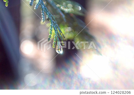 Rainy Forest Rainy Forest 124028206