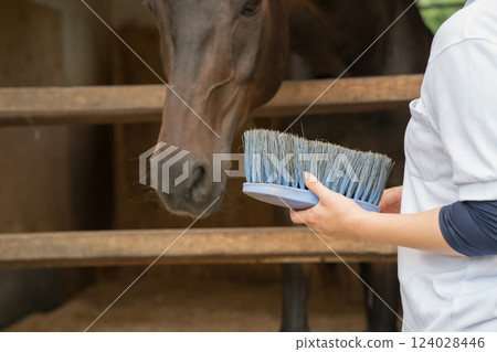 horse, female, lady 124028446