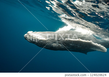 座頭鯨 124028624