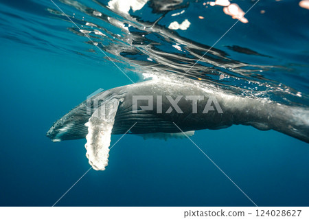 Humpback whale 124028627