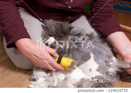 Haircut of a fluffy gray Persian cat at home Haircut of a fluffy gray Persian cat at home 124028735