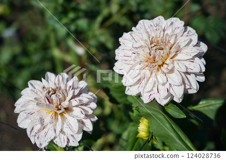 Speckled Dahlia Sparkle Speckled Dahlia Sparkle 124028736