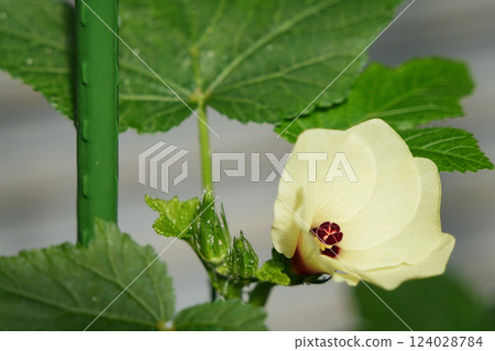 Okra flowers in a home garden 124028784