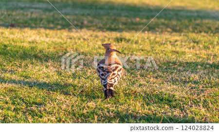 Eurasian hoopoe or Common hoopoe (Upupa epops) bird close-up on natural green grass background 124028824