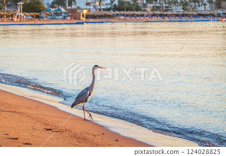 Gray heron fishing on the beach of the Red Sea. Naama Bay beach, Sharm El Sheikh, Egypt Gray heron fishing on the beach of the Red Sea. Naama Bay beach, Sharm El Sheikh, Egypt 124028825