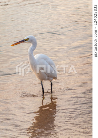 Great egret (Ardea alba), a medium-sized white heron fishing on the sea beach Great egret (Ardea alba), a medium-sized white heron fishing on the sea beach 124028832