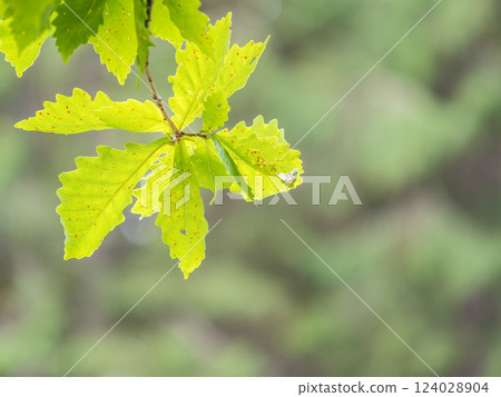 Oak branches with green and yellow leaves in autumn park. Oak branches with green and yellow leaves in autumn park. 124028904