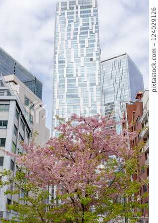 Buildings and cherry blossoms around Shibuya Stream 124029126