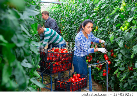 International farmer team harvesting tomatoes in greenhouse 124029255
