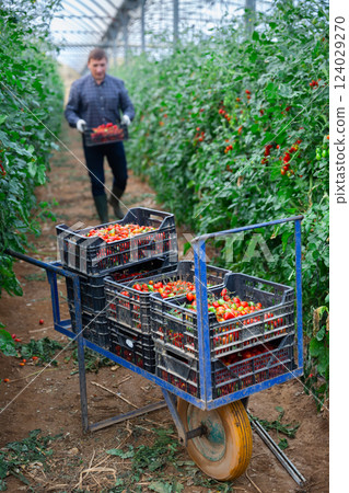 Boxes with tomatoes in greenhouse on background with busy workers 124029270