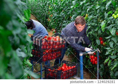 Man and woman gardeners harvesting tomatoes in greenhouse Man and woman gardeners harvesting tomatoes in greenhouse 124029281