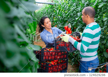 Latin american farm family gathering crop of tomatoes in hothouse Latin american farm family gathering crop of tomatoes in hothouse 124029286