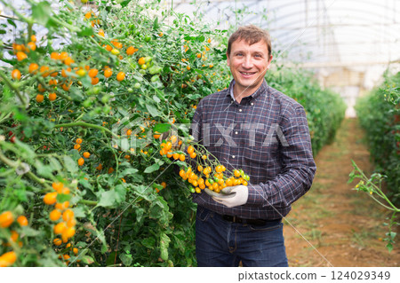 Grower checking crop of yellow cherry tomatoes in greenhouse Grower checking crop of yellow cherry tomatoes in greenhouse 124029349