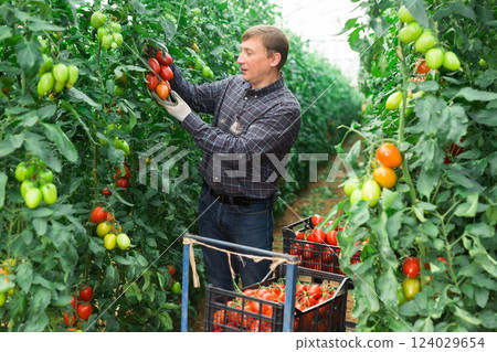 Happy farm owner picks red tomatoes in a greenhouse Happy farm owner picks red tomatoes in a greenhouse 124029654