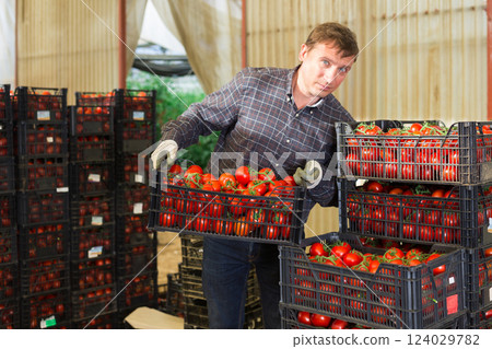 Farmer arranging crates with harvested tomatoes in glasshouse Farmer arranging crates with harvested tomatoes in glasshouse 124029782