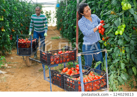 Positive latino woman harvesting fresh tomatoes in greenhouse 124029813