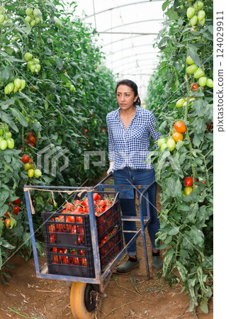 Latina farmer carrying wheelbarrow with tomatoes in greenhouse Latina farmer carrying wheelbarrow with tomatoes in greenhouse 124029911