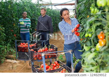 Group of gardeners harvesting tomatoes in glasshouse 124029912