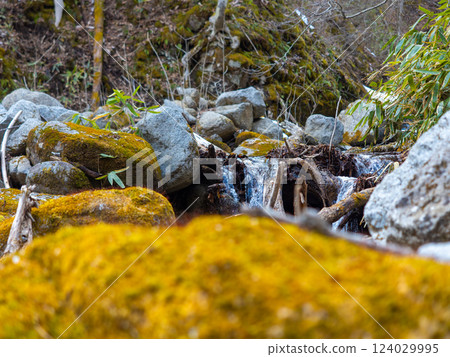 Moss and stream Moss and stream 124029995