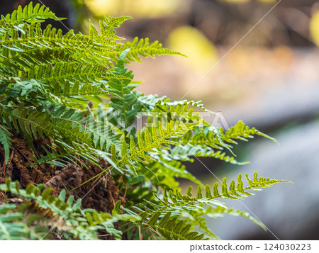 Common polypody fern Polypodium vulgare grows among thick moss. Common polypody fern Polypodium vulgare grows among thick moss. 124030223