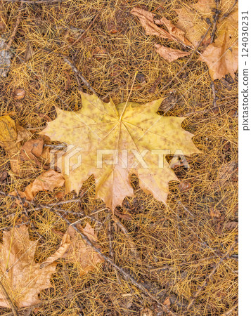 Orange and yellow fallen leaves in the sunlight. Orange and yellow fallen leaves in the sunlight. 124030231