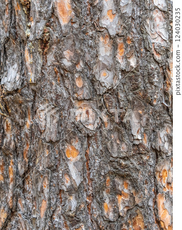 Old wood pine bark texture or background. Old wood pine bark texture or background. 124030235