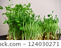 A savior in the face of rising vegetable prices, pea sprouts are highly nutritious, can be used in a variety of dishes, and help save on food costs. 124030271