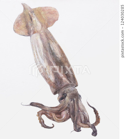 魷魚還活著 124030285