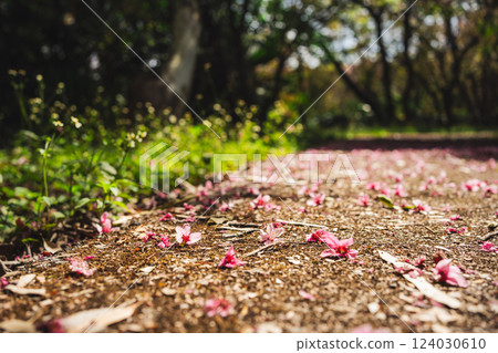 solo traveler in nature concept with pink cherry blossom fall on country road in springtime season solo traveler in nature concept with pink cherry blossom fall on country road in springtime season 124030610