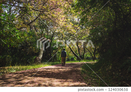 solo traveler in nature concept with asian man camping and sightseeing with pink cherry blossom tree in springtime season solo traveler in nature concept with asian man camping and sightseeing with pink cherry blossom tree in springtime season 124030638