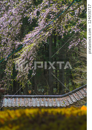 信州駒根高原光前寺的瓦片與垂枝櫻花 信州駒根高原光前寺的瓦片與垂枝櫻花 124030717
