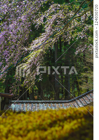 信州駒根高原光前寺的瓦片與垂枝櫻花 信州駒根高原光前寺的瓦片與垂枝櫻花 124030720