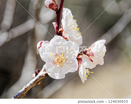Rosaceae White plum blossoms Rosaceae White plum blossoms 124030933
