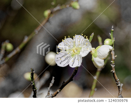 薔薇科 白梅 園藝品種 藍莖 薔薇科 白梅 園藝品種 藍莖 124030976