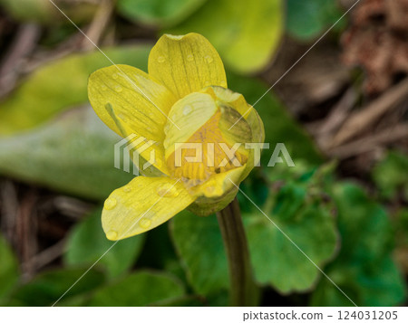 毛茛科沼澤萬壽菊盛開 毛茛科沼澤萬壽菊盛開 124031205