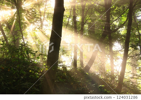 light shining in the forest 124031286