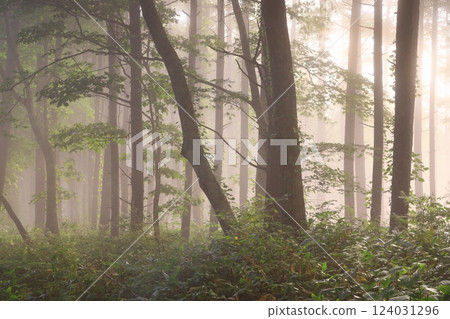 光在森林裡閃耀 124031296