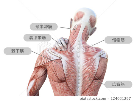 一名男子因肩膀僵硬而抱住肩膀的肌肉解剖圖、上身、後視（肌肉名稱） 124031297