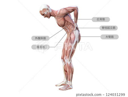一名男子因下背部疼痛將雙手放在下背部，整個身體側向（肌肉名稱）的肌肉解剖圖 3D 插圖 124031299