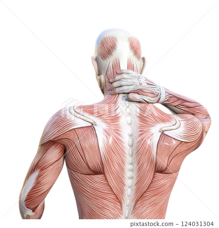 一名男子因頸部僵硬、上身、後視而握住頸部肌肉解剖圖的 3D 插圖 一名男子因頸部僵硬、上身、後視而握住頸部肌肉解剖圖的 3D 插圖 124031304