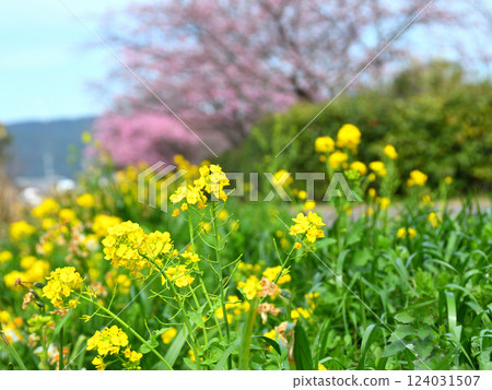 Kawazu cherry tree and rape blossoms 124031507