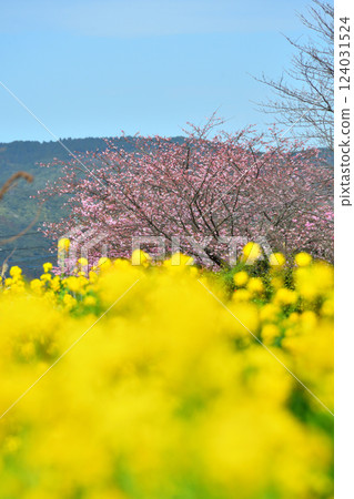 河津櫻花和油菜花 河津櫻花和油菜花 124031524