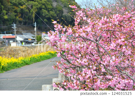 Kawazu cherry tree and rape blossoms Kawazu cherry tree and rape blossoms 124031525