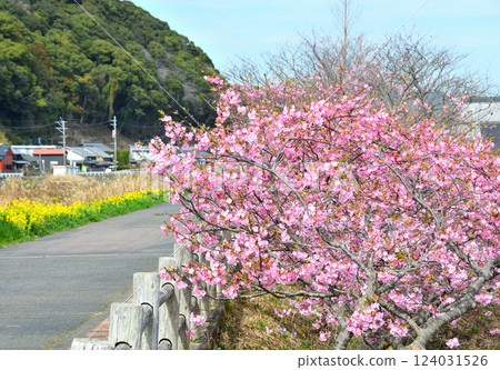 Kawazu cherry tree and rape blossoms 124031526
