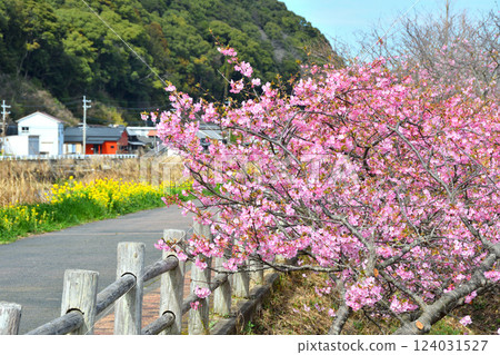 河津櫻花和油菜花 河津櫻花和油菜花 124031527
