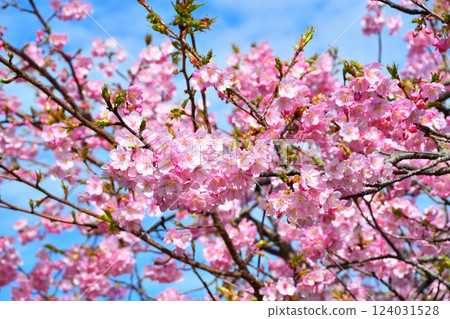 河津櫻花 河津櫻花 124031528