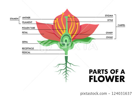 Parts of a flower colored vector illustration 124031637