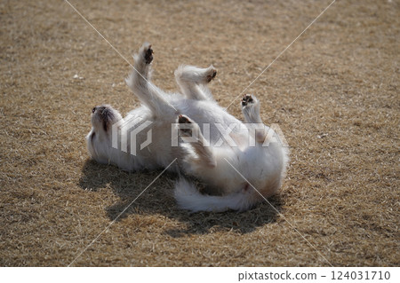 A white mixed breed dog is having a happy time in the field. 124031710