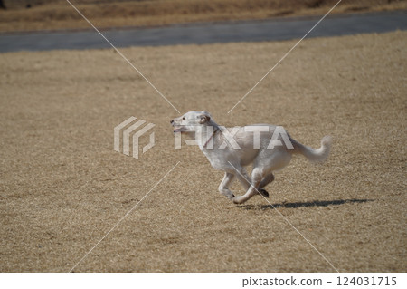 A white mixed breed dog is having a happy time in the field. 124031715