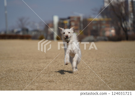 A white mixed breed dog is having a happy time in the field. 124031721